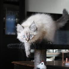 Ragdoll Toulouse