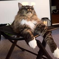 Maine Coon Simba