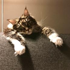 Maine Coon Darling Nala