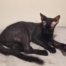 Don Sphynx Dk LeFrant Medaline