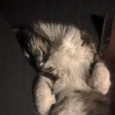 Blanding af racer Harley