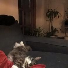 Blanding af racer Harley