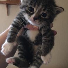 Blanding af racer Snuske