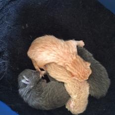 Blanding af racer Eigil 