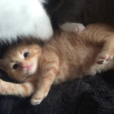 Blanding af racer Eigil 