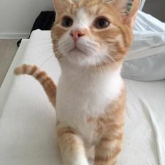 Blanding af racer Figaro