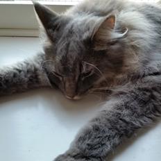 Blanding af racer Dante