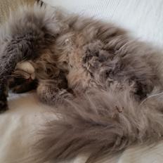 Blanding af racer Dante