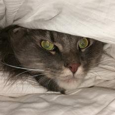 Blanding af racer Dante