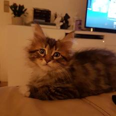 Maine Coon Calcifer