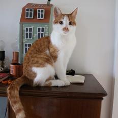 Huskat Fillijonggonggong (Fjollejonggongong)