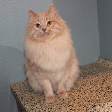 Kurilean Bobtail Ushi - GIC. SharpClaw´s Uspeh  RU