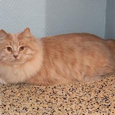 Kurilean Bobtail Ushi - GIC. SharpClaw´s Uspeh  RU
