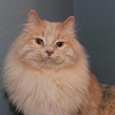 Kurilean Bobtail Ushi - GIC. SharpClaw´s Uspeh  RU