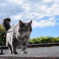 Maine Coon Bobby (hvil i fred <3)