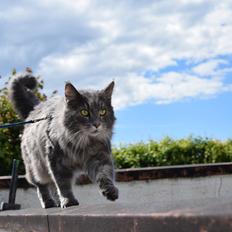 Maine Coon Bobby (hvil i fred <3)