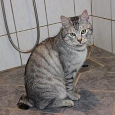 Kurilean Bobtail CH. (N)RGJ Cat`s Darmojed