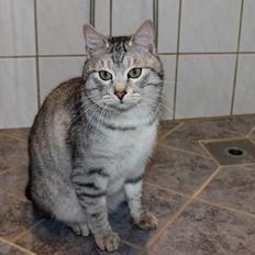 Kurilean Bobtail CH. (N)RGJ Cat`s Darmojed