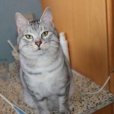 Kurilean Bobtail CH. (N)RGJ Cat`s Darmojed