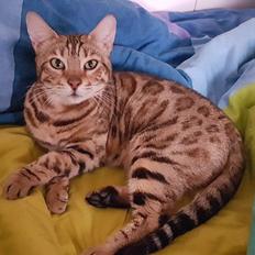 Bengal Leospot Benga Majenka