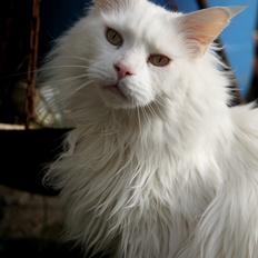 Maine Coon DK Napaloma`s Ghost