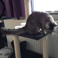 Blanding af racer Lucky Hera