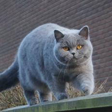 British Shorthair Guddi(Petrines Gurli)