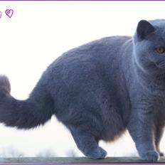 British Shorthair Guddi(Petrines Gurli)