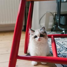 Ragdoll Cornelius (Seierø's Deluxe Edition)