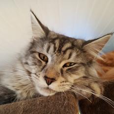 Maine Coon Bumle