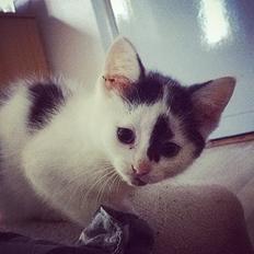 Blanding af racer Lana