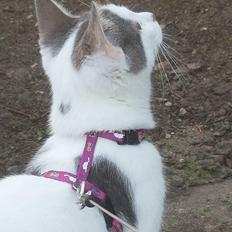 Huskat Angel 