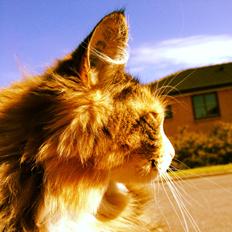 Maine Coon Ofelia (Offe)