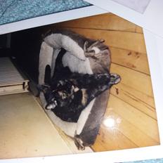 Blanding af racer Fortuna (R.I.P 01-05-17)