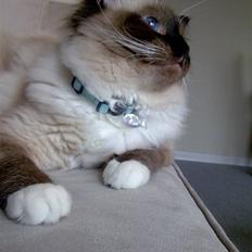 Ragdoll Lux (R.I.P. 16/2-18)