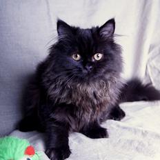 Selkirk Rex  Bamse  (Dk Selrexwin Blake)