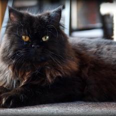 Selkirk Rex Bamse (Dk Selrexwin Blake)