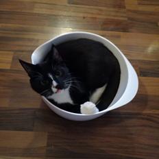 Huskat Miss (Clairese)