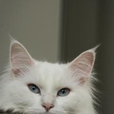 Blanding af racer Silla