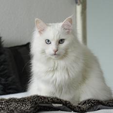 Blanding af racer Silla