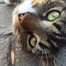 Huskat Eddie (Himmelkat)