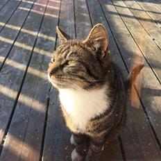 Huskat Eddie (Himmelkat)