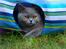 British Shorthair Guddi(Petrines Gurli) - Guddi leger i haven
