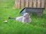 British Shorthair Guddi(Petrines Gurli)