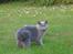 British Shorthair Guddi(Petrines Gurli)