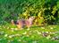British Shorthair Guddi(Petrines Gurli)