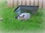 British Shorthair Guddi(Petrines Gurli)
