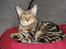 Huskat Mr. Tomiss