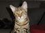 Huskat Mr. Tomiss