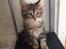 Maine Coon Dk Engbergs Aya
